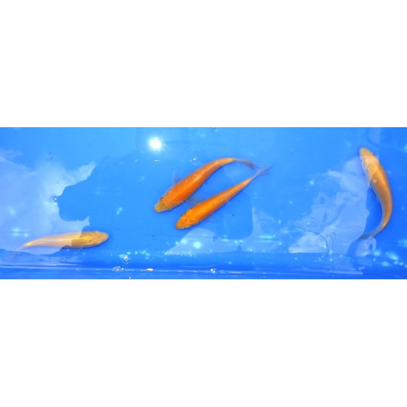 Tosaï : Karashigoï éleveur Hirasawa