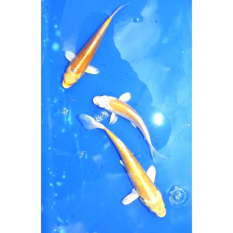 Tosaï : Yamabuki éleveur Hirasawa