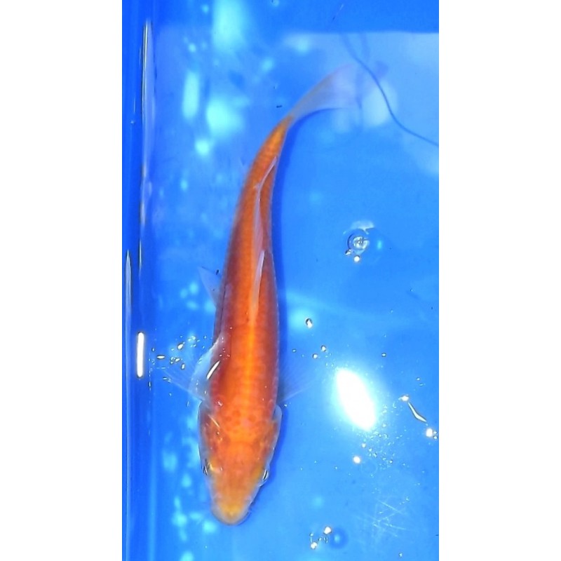 Tosaï : Doitsu Karashigoï éleveur Hirasawa