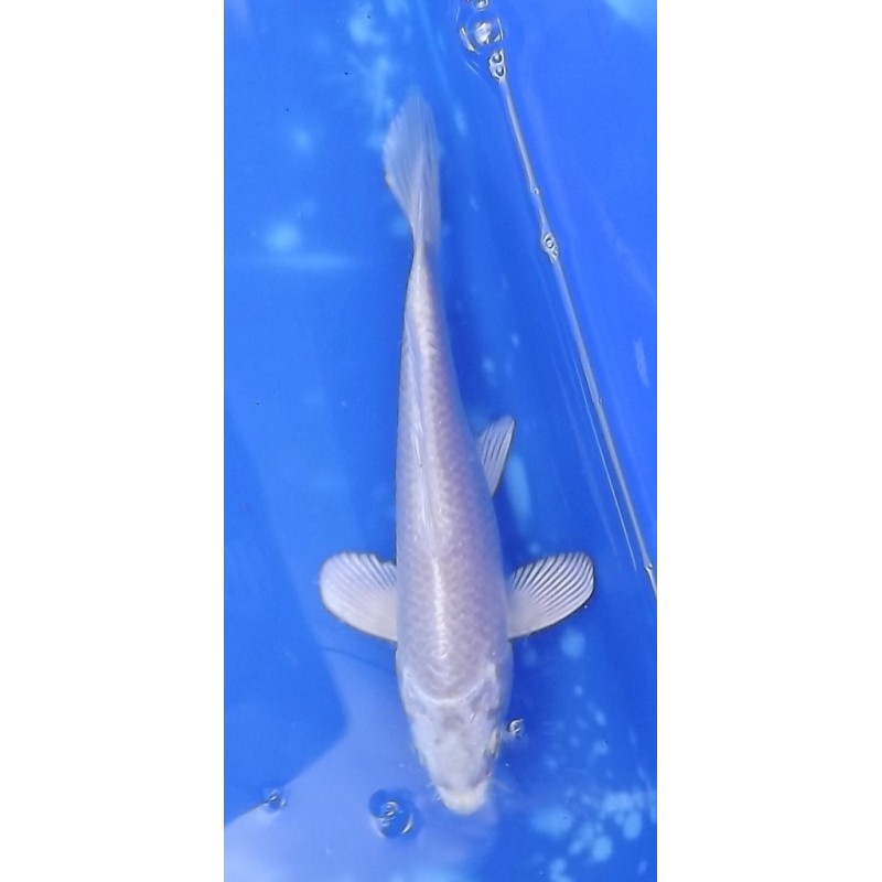 Tosaï : Platinium éleveur Hirasawa