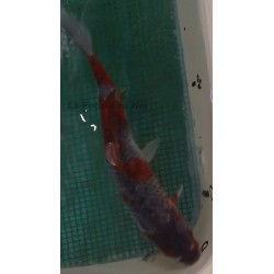 Goshiki traditionnel 20-25 cm