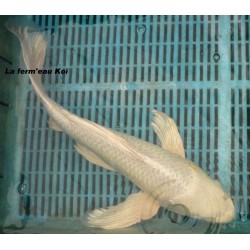 platinium voile 40-45 cm