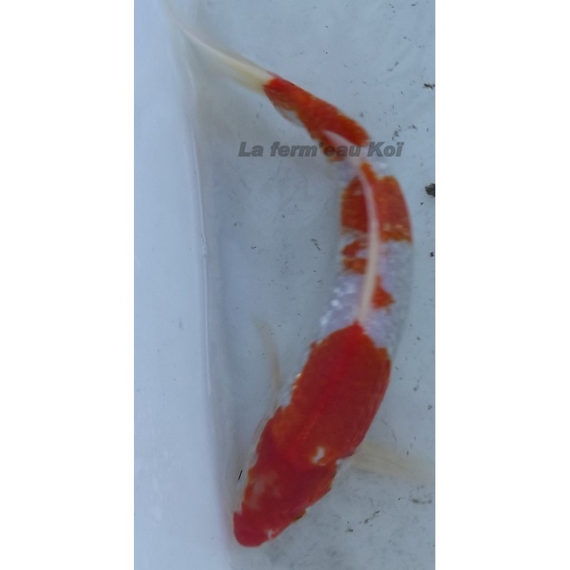 ginrin Kohaku 20-25 cm