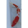 ginrin Kohaku 20-25 cm