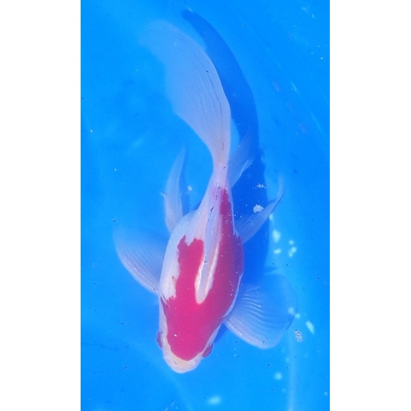 Tamasaba mâle env12 cm éleveur KANEKO