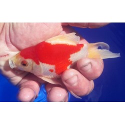 Tamasaba mâle env12 cm éleveur KANEKO