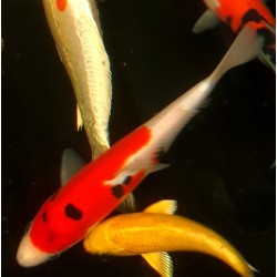 Doitsu Sanke 20-25cm AOKI