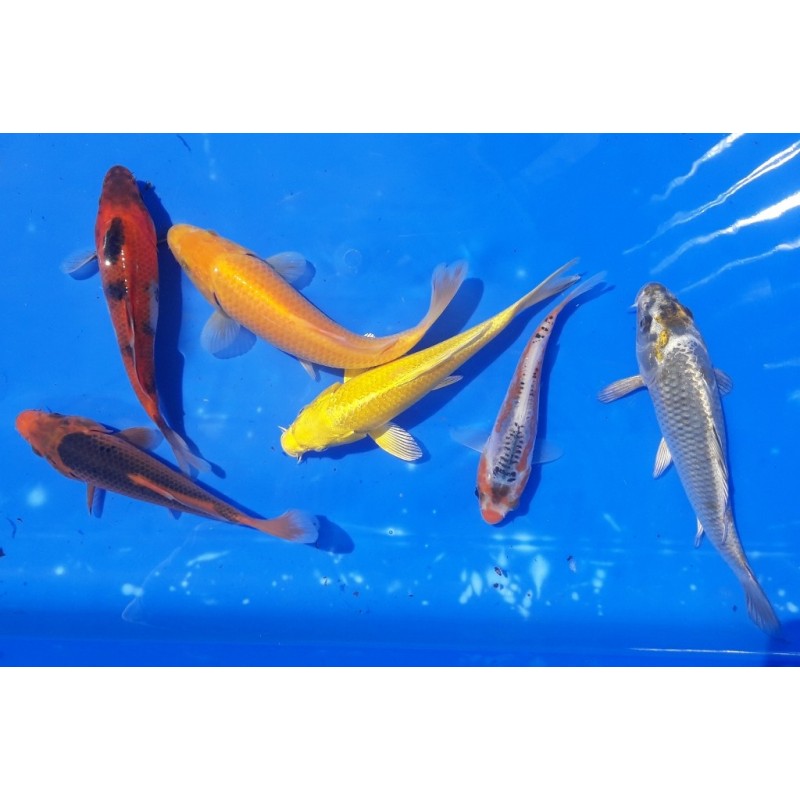 Tosaï : lot2 : 5 koï + 1 Aka Matsuba éleveur Hirasawa