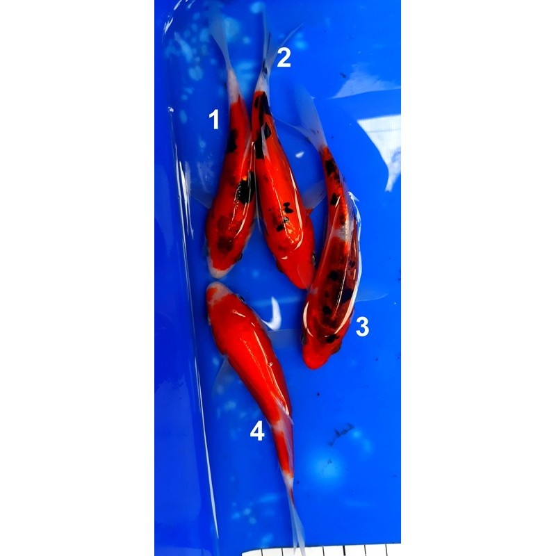 Tosaï  : éleveur Aoki