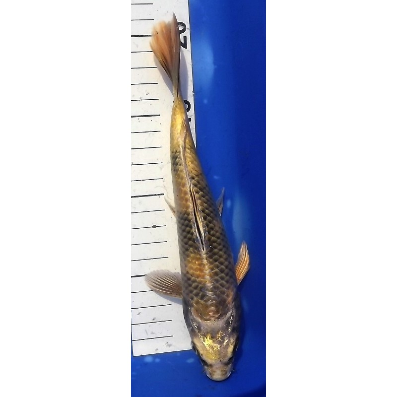 Tosaï : Ki Utsuri 22 cm éleveur Yamazaki