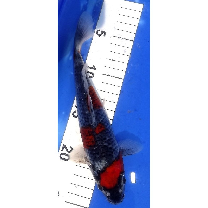 Tosaï : Goshiki 22cm éleveur Ikarashi Ozumi