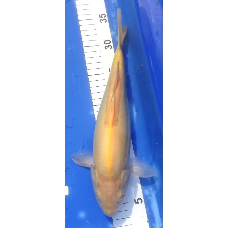 Doitsu Karashigoï Akame 31cm éleveur Yamazaki