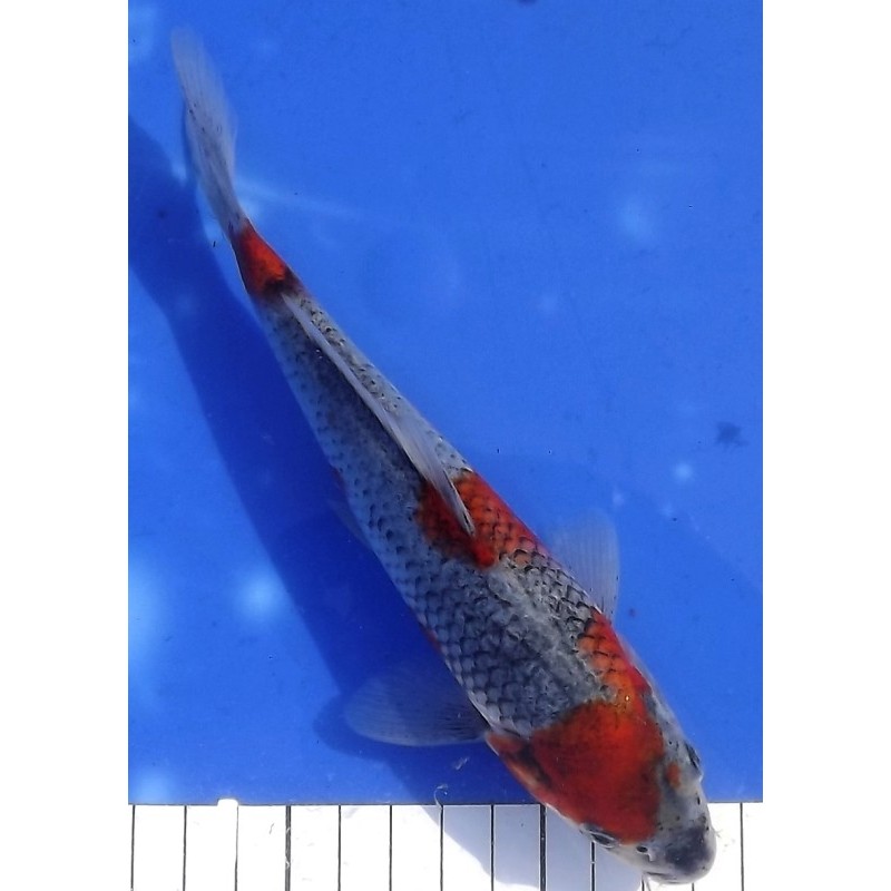 Tosaï : Goshiki 20cm éleveur Ikarashi Ozumi
