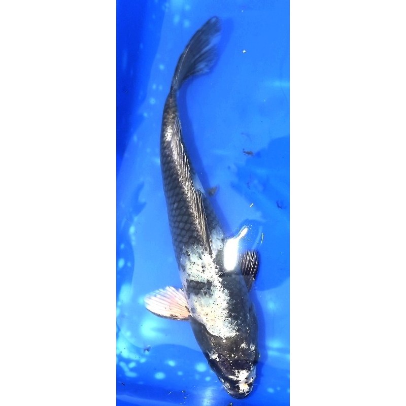 Gin Shiro Utsuri 24 cm éleveur Yamazaki