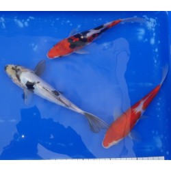 3 Doitsu Kohaku 20-25cm MARUHIDE