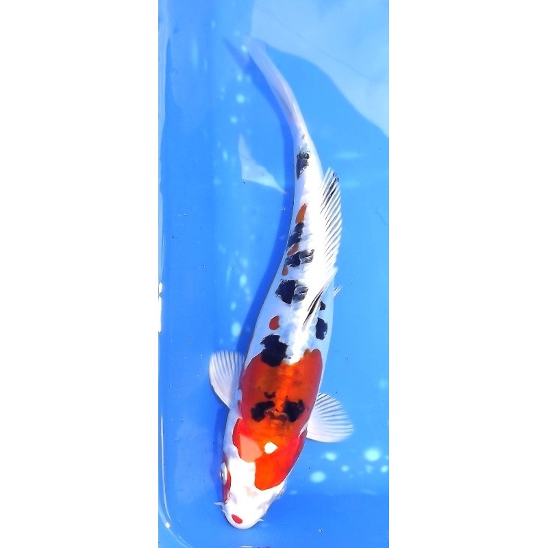 Doitsu Yamatonishiki 22 cm éleveur Sakazume