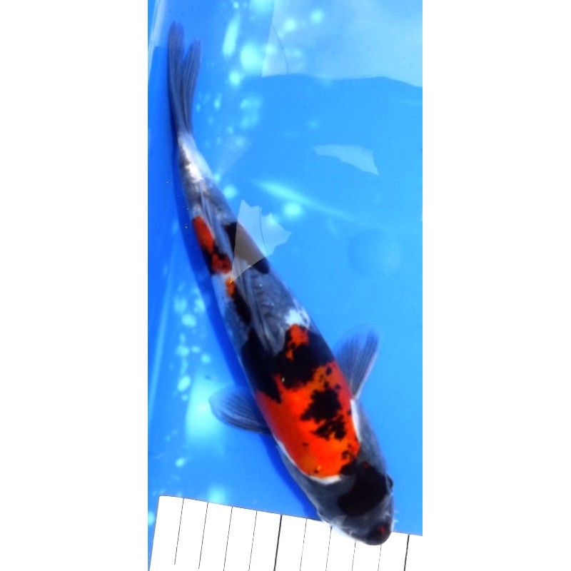 Doitsu Showa 21 cm éleveur Shinoda