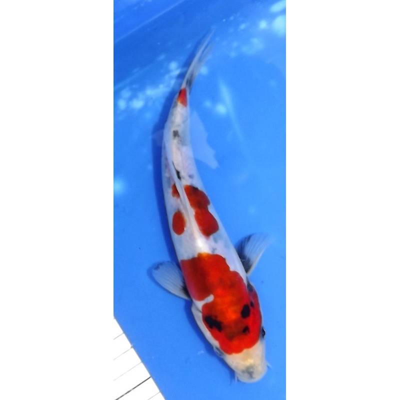 Doitsu Showa 22 cm éleveur Shinoda