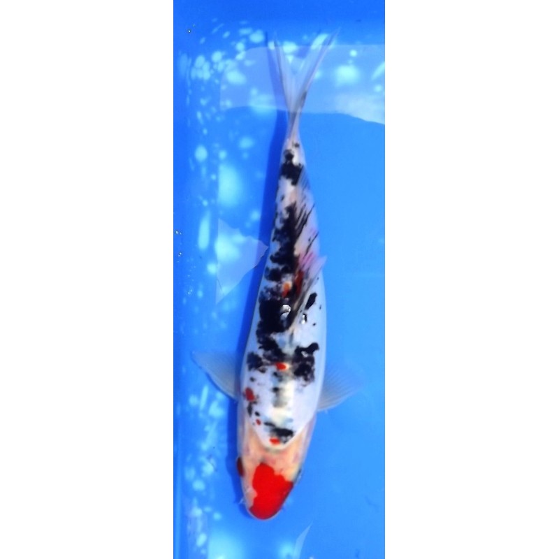 Doitsu Sanke 22 cm éleveur Shinoda