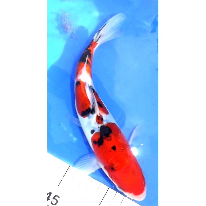 Tosaï : Doitsu Sanke 24 cm éleveur Shinoda