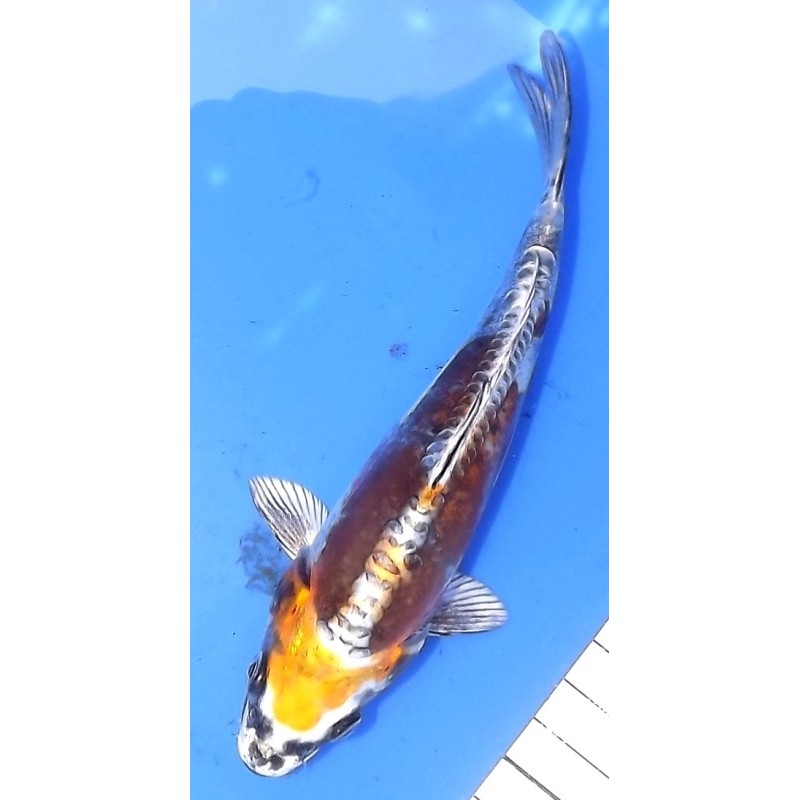Kin Kikokuryu 17 cm éleveur Ikarashi Ozumi