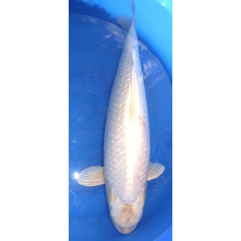 Ginrin Mukashi / Platinum 65-70 cm Femelle