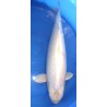 Ginrin Mukashi / Platinum 65-70 cm Femelle