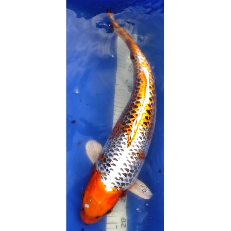 Kujaku 45-50cm Femelle