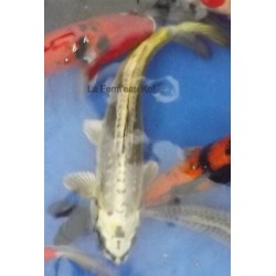 kin kikokuryu 30-35 cm