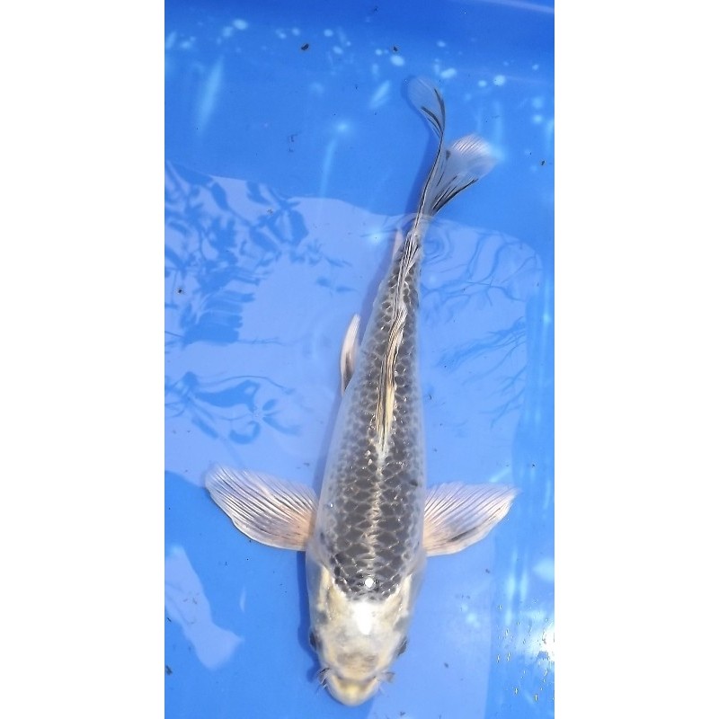 Gin Matsuba voile 25-30 cm