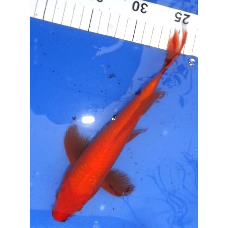 Benigoï voile 25-30 cm