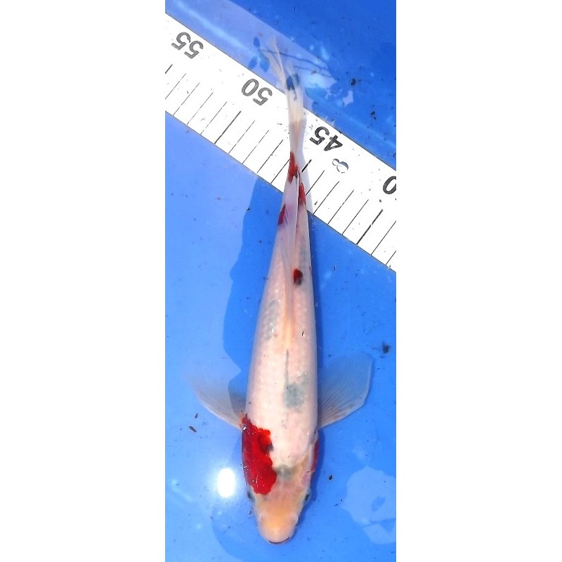 Ai Goromo voile 25-30 cm