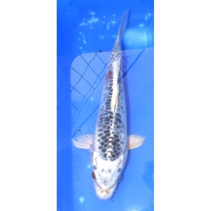 Doitsu Kujaku 20-25 cm