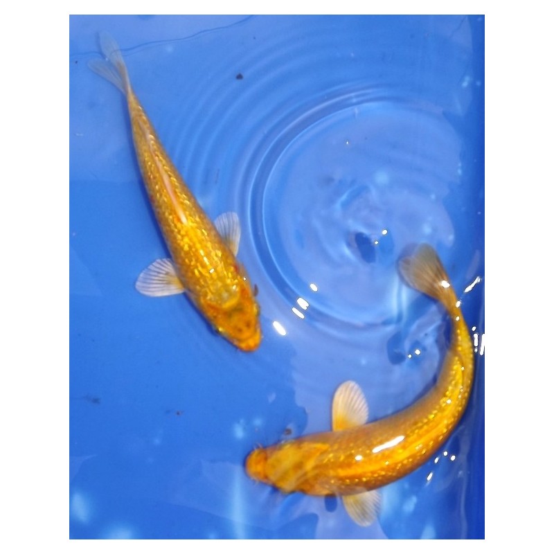 Ginrin Yamabuki 20-25 cm