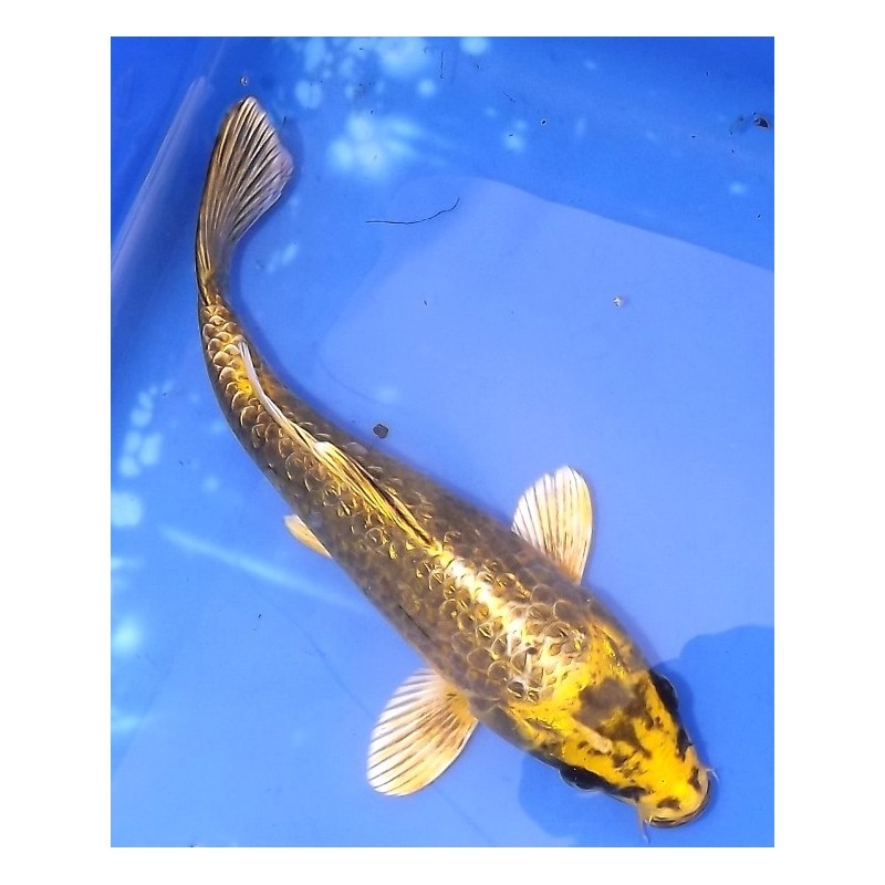 Ginrin Ki Matsuba 20-25 cm