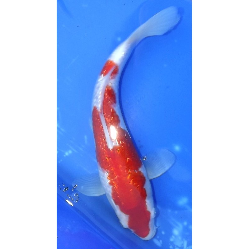Ginrin Kohaku 30-35 cm