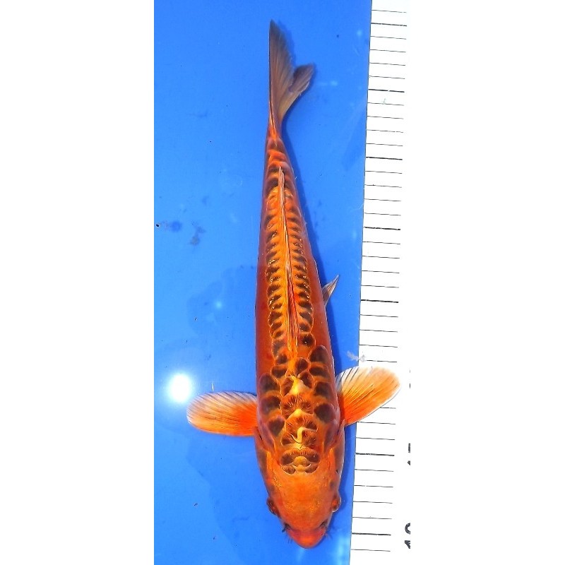 Mizuho Ogon 30-35cm Hirasawa