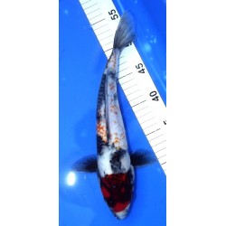 Showa 30-35cm MARUSADA