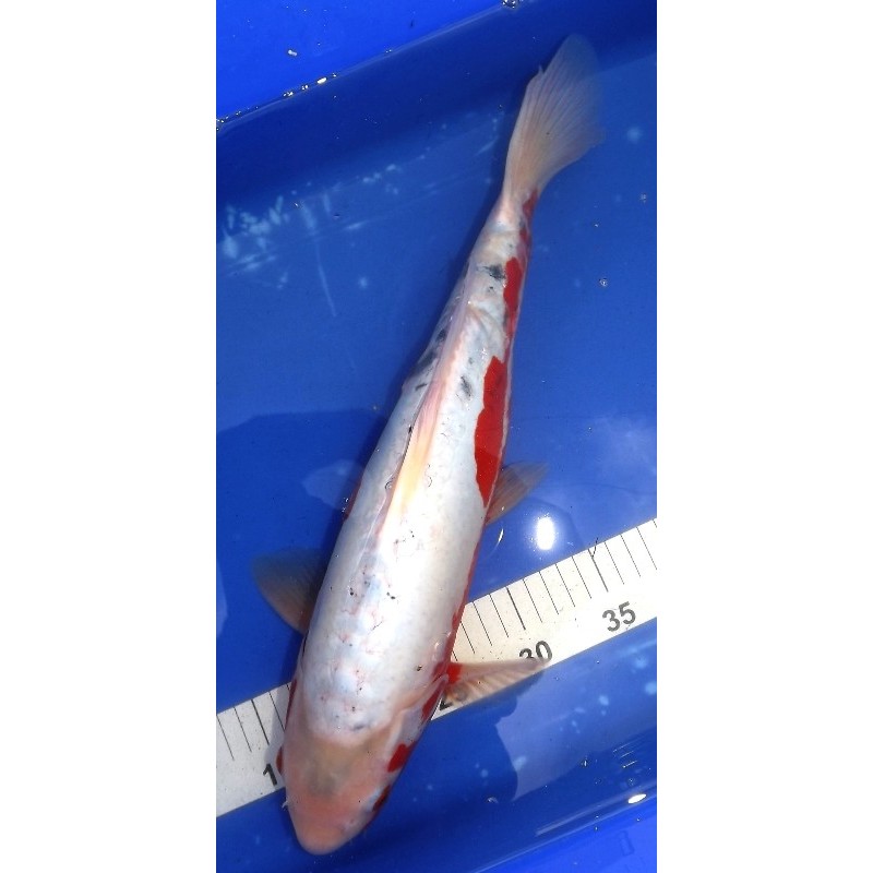 Shusui  45 cm Femelle