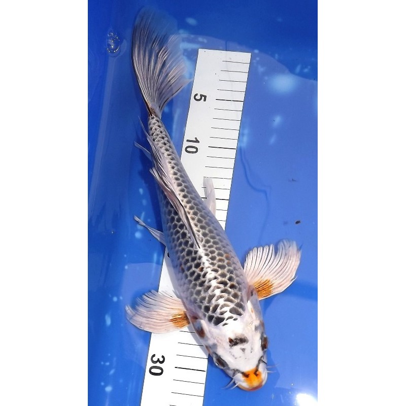 Kujaku voile 30-35 cm