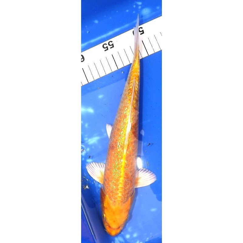 Ginrin Yamabuki 30-35 cm