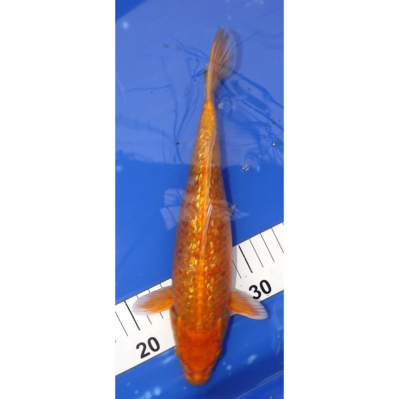 Ginrin Orenji 25-30 cm