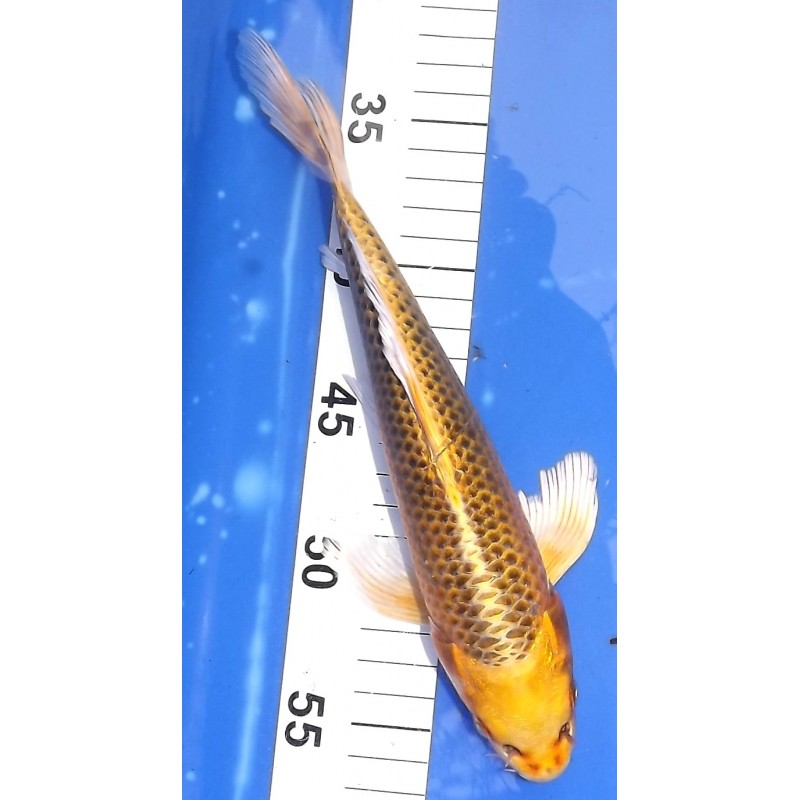 Ki Matsuba voile 25-30 cm