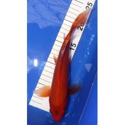 Red karashigoï voile 25-30 cm