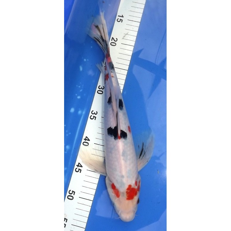 Sanke voile 35-40 cm