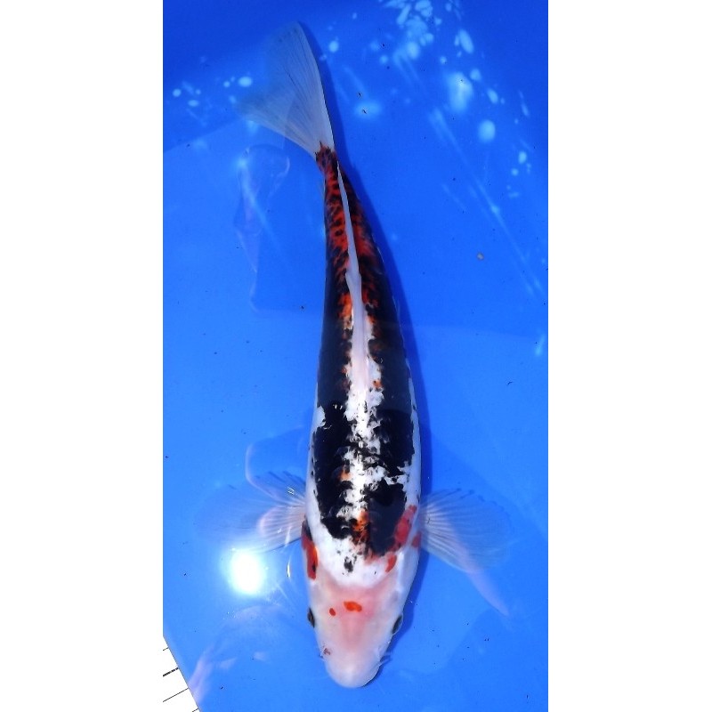 Beni Kumonryu voile 30-35 cm