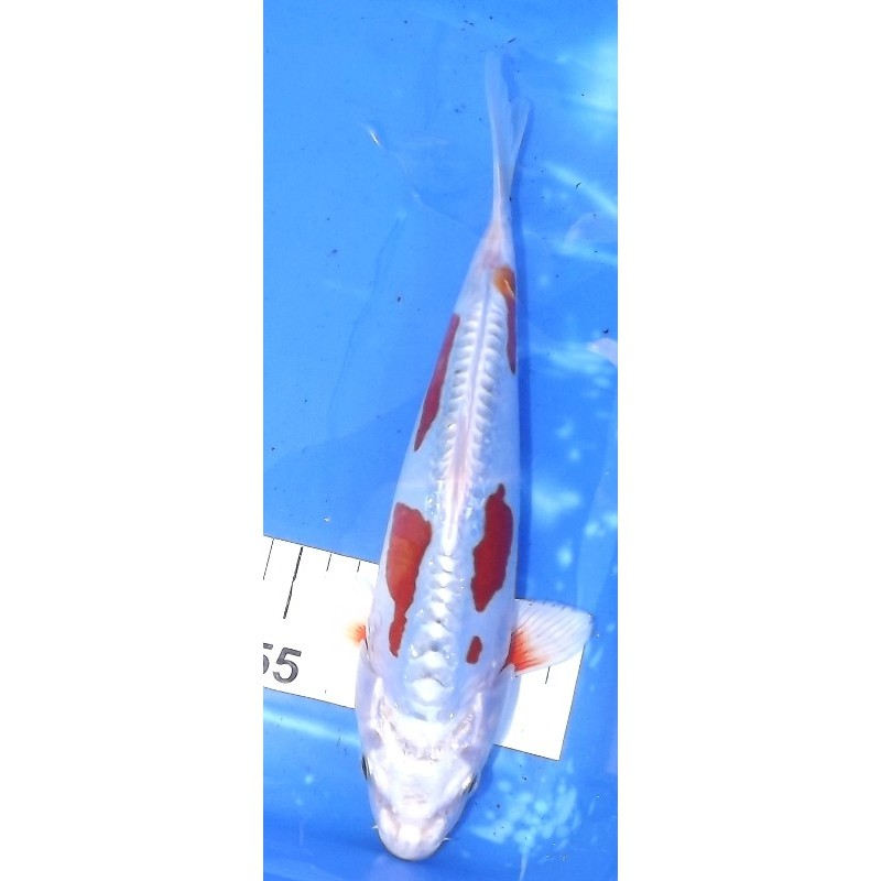 Doitsu Kujaku 25-30 cm