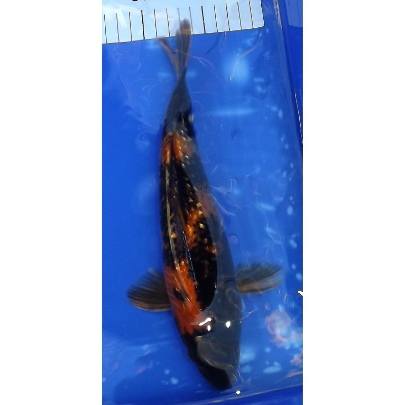 Ginrin Hi Utsuri 25-30 cm