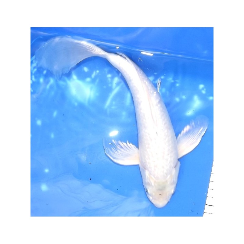 platinum voile B 25-30 cm