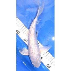 platinum voile B 25-30 cm